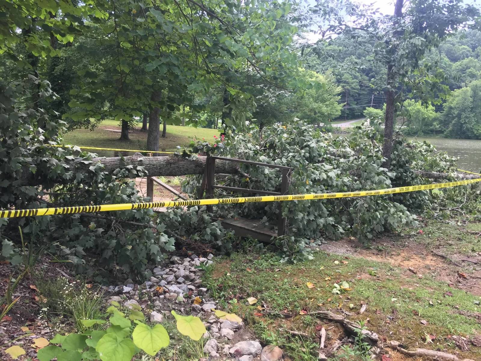 downed-tree