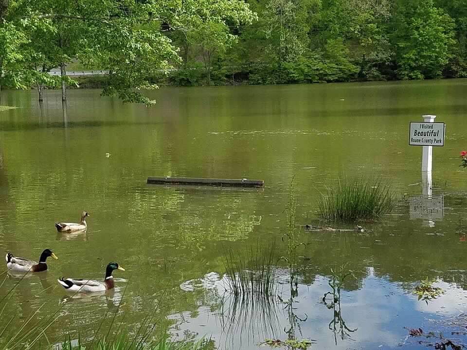 flooding-with-ducks