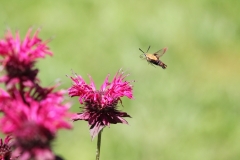 Bee Balm