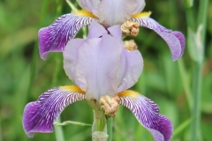 Iris